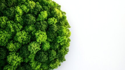 Poster - Lush Green Forest Canopy Revealing Vibrant Ecology from Aerial Perspective : Generative AI