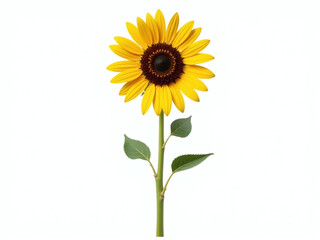 Aufkleber - A Sunflower Stands Alone With Its Tall Stem Isolated On A Pure White Background Surrounded By Transparent Edges. 00002