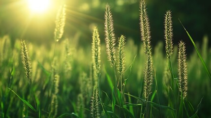 Poster - Sunlit Tall Grasses Swaying Gently in Warm Summer Breeze with Bright Background : Generative AI