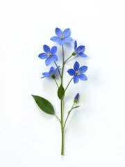 Aufkleber - A Small Bunch Of Blue Flowers Is Isolated Against A Clean White Background In This Simple Still Life Image. 00002