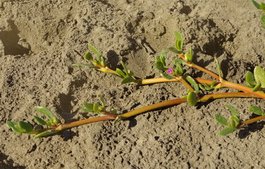 Wall Mural - Flora of Gran Canaria - Sesuvium portulacastrum, shoreline purslane, introduced species