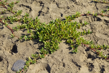 Wall Mural - Flora of Gran Canaria - Sesuvium portulacastrum, shoreline purslane, introduced species