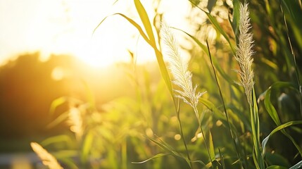 Poster - Warm Sunrise Illuminating Lush Tall Grass in a Tranquil Setting for Nature Lovers : Generative AI
