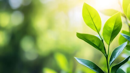 Aufkleber - Closeup of fresh green leaves in sunlight with blurred natural background : Generative AI