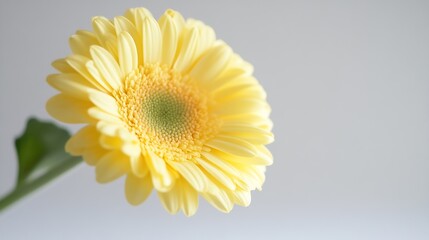 Poster - Bright Yellow Gerbera Daisy Close Up Against Minimalist Background : Generative AI