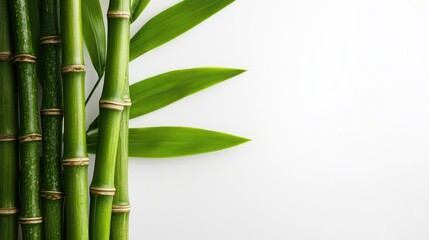 Poster - Fresh green bamboo stalks with lush leaves isolated on a clean white background ideal for natural design and wellness themes