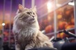 © Markus Schröder - Portrait of a smiling american curl cat isolated in dynamic fitness gym background