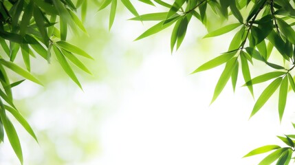 Poster - Bamboo leaves framing a soft light background creating a serene and natural aesthetic for design projects and presentations