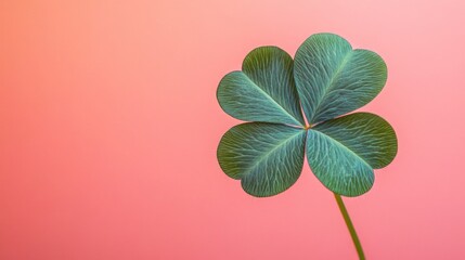 Wall Mural - Green four leaf clover on pink background