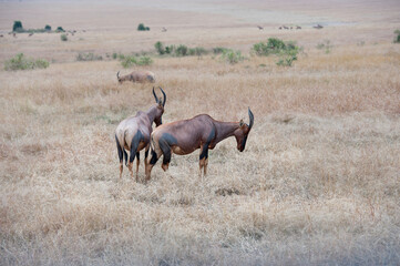antilope in the wild