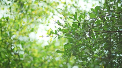 Wall Mural - Close up of a Green leaves of tree in spring public park, Bright green trees leaves waving in wind with bokeh.
