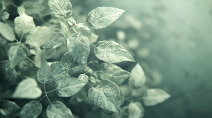 Poster - Delicate Green Leaves Softly Illuminated In Nature