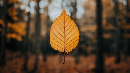 Aufkleber - A Single Golden Leaf Floats In An Autumn Forest