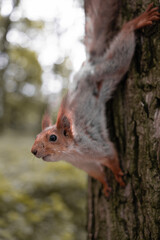 Squirrel on a tree trunk in the forest. Vertical shot