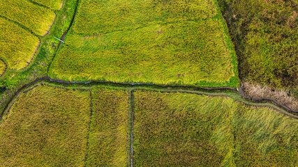 Wall Mural - A view from above of golden-yellow rice fields planted in terraced rows. At harvest time, farmers bow their heads to harvest the rice. The sunlight shines on the golden rice stalks. rice field