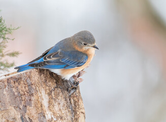 Wall Mural - bluebird on perch