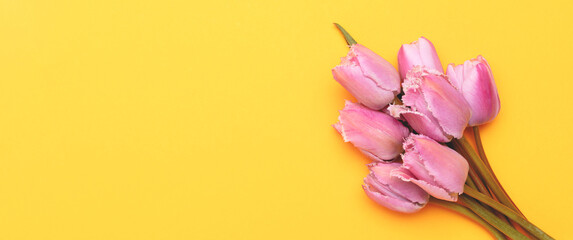 Wall Mural - banner with bouquet of pink tulip flowers on a yellow background.