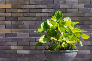 Sticker - Selective focus of Epipremnum aureum plant with green leaves in the pot with bricks wall as backdrop, The Pearls and Jade pothos is a species in the arum family Araceae, Natural greenery background.