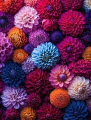 Wall Mural - Colorful arrangement of diverse dahlias and flowers in vibrant hues