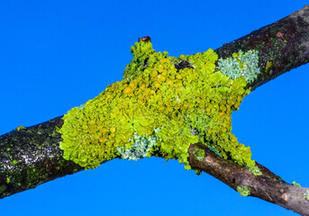 Xanthoria parietina - yellow-green lichen on a tree branch against the blue sky, Odessa