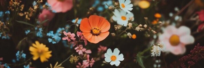 Poster - Colorful wildflowers create a vibrant tapestry of nature's beauty, celebrating the arrival of spring with their delicate petals and cheerful hues, bringing joy and renewal to the landscape