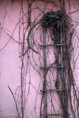 Empty bird nest on a old metallic ladder against a pink wall