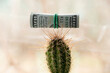 © Виктория Котлярчук - A hundred dollar bill lies on a prickly cactus on the window of a house, money and finance