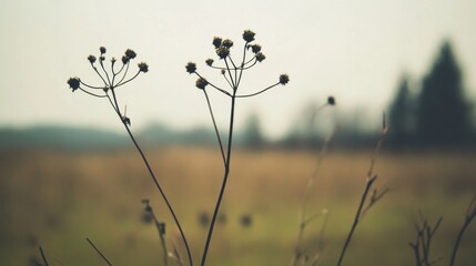 Wall Mural - Two dried plants stand tall in a misty field.