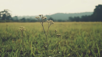 Wall Mural - A single wildflower stands tall in a vast, tranquil paddy field, with distant, hazy hills forming a serene backdrop.