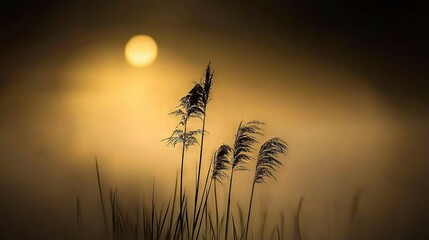 Poster -   A hazy meadow with towering blades of grass before a radiant sun breaks through the mist behind