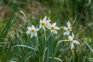 Narcissus field in bloom on spring  many narcissus flowers blooming in garden