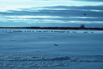 Wall Mural - A herd of caribou migrating across the frozen tundra of the Arctic Circle