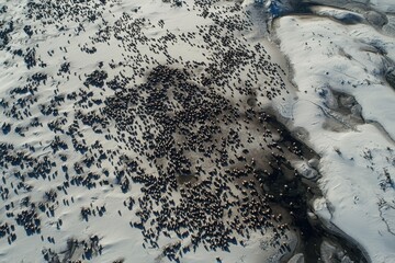 Wall Mural - A herd of caribou migrating across the frozen tundra of the Arctic Circle