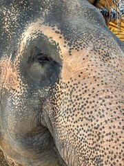 elephant portrait