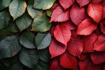 Poster - A decorative arrangement of autumn leaves on a wall