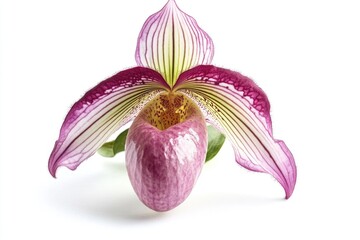 Poster - A detailed view of a blooming flower on a white background