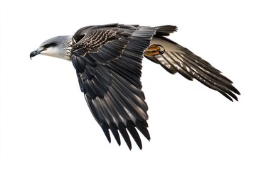 Poster - A bird soaring through the air with its wings open