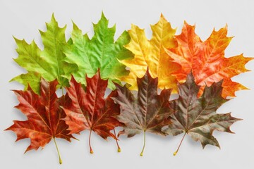 Poster - A collection of variously colored leaves arranged on a plain white surface