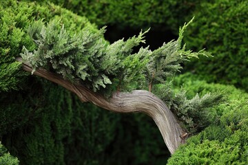 Aufkleber - A close-up view of a tree branch in a garden, highlighting the texture and details