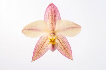 Poster - A single pink and white flower on a white background