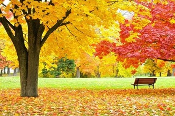 Wall Mural - Autumn Leaves in Park: A tranquil park scene with trees in vibrant fall colors, leaves scattered on the ground, and a lone bench