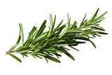 Fresh rosemary sprig showcasing vibrant green leaves ideal for culinary use or herbal remedies