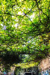 A vibrant green canopy of intertwined branches and leaves covering an urban alley. The natural light filtering through the foliage creates a serene atmosphere, blending nature with the surrounding cit