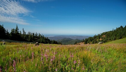 Wall Mural - Serene mountain meadow wildflowers under a vibrant blue sky.