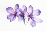 Watercolor painting of three purple crocus flowers on white background.