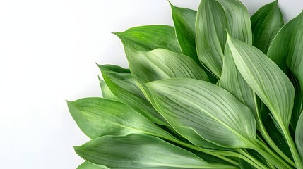 Wall Mural - Lush Green Leaves Arranged Against White Background