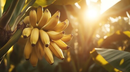 Ripe yellow bananas on a tree at sunset.
