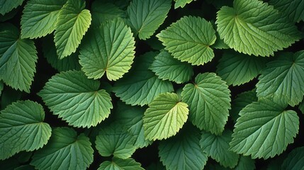 Wall Mural - Lush green leaves covering ground in shaded area, natural background.