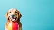 © BerkahStock - Happy golden retriever dog holding beach ball against blue background. (1)