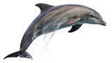 A dolphin jumping in air, isolated on white background. 